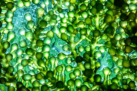 实验室藻类燃料生物燃料工业中的光生物反应器藻类燃料O图片