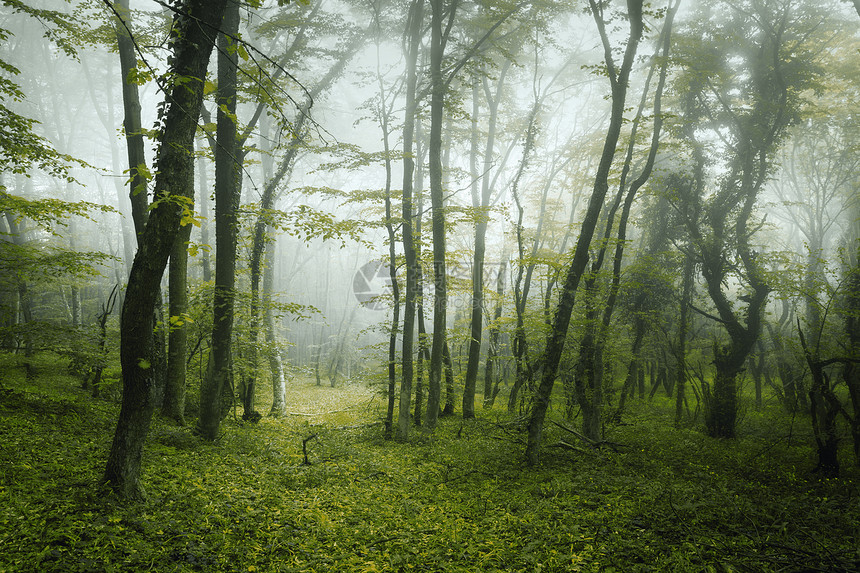 穿过片神秘的黑暗森林,雾中绿叶鲜花克里米亚的春天早晨神奇的气氛童话故事春天穿过片神秘的黑暗森林图片