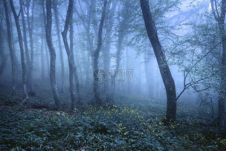 穿过片神秘的黑暗森林,雾中绿叶鲜花克里米亚的春天早晨神奇的气氛童话故事雾中穿过片神秘的黑暗森林图片