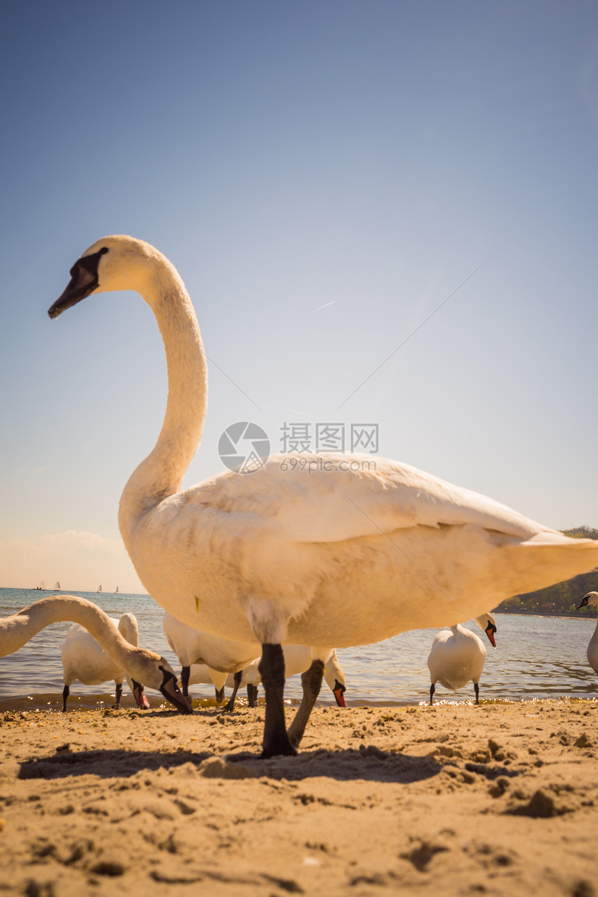 天鹅阳光明媚的夏天沙滩上走来走动物鸟大自然中靠近天鹅海滩上散步图片
