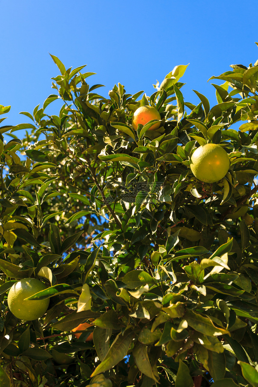 美丽的绿树生的橘子地中海,自然界中生长的水果绿色的树,生的橘子图片