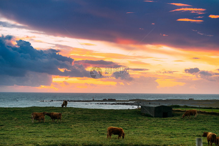 草地上的奶牛宁静的乡村景色牧场上的奶牛图片