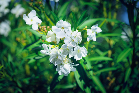 靠近许多白花的灌木丛希腊带白花的灌木图片