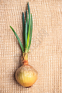 健康的可食用植物洋葱球茎与韭菜新鲜绿色芽,蔬菜食品麻布袋布背景图片
