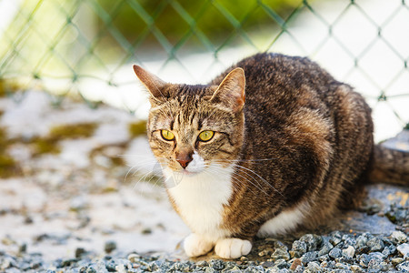 动物棕色塔比猫花园里户外玩,阳光下变暖猫户外玩得很开心图片