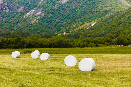 农业景观与秸秆包装田间谷物干草包裹塑料白箔,夏天挪威,斯堪的纳维亚欧洲用塑料箔包裹的干草,挪威背景图片