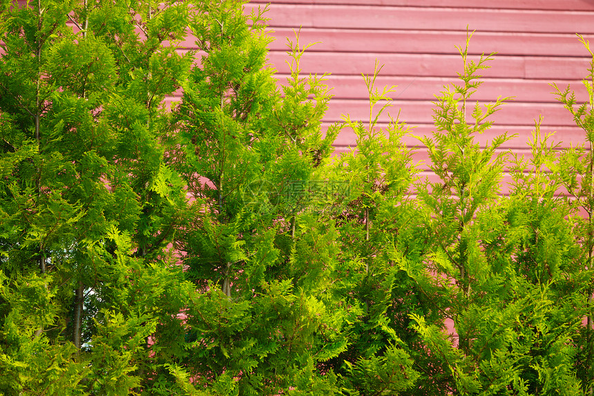 花卉草本植物,植物学自然草地上野生生长的草本植物花草地上野生生长的草本植物花图片