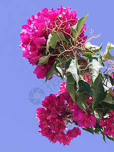 靠近花丛,许多粉红色的紫色花希腊带粉红色紫色花朵的灌木背景图片