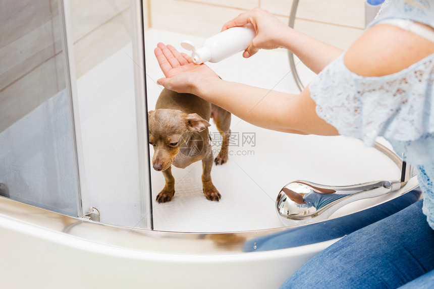 照顾她小狗的女人女洗涤,清洁别针,拉拉兹斯基,克里萨里克淋浴下动物卫生女人洗澡她的狗图片