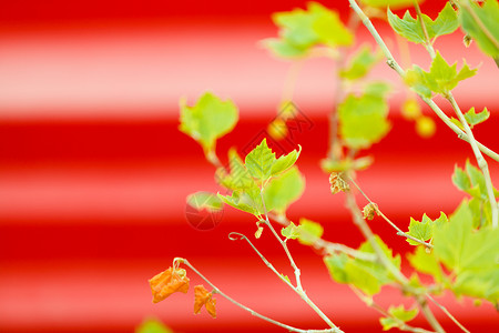 自然户外景观园艺植物红色背景上的绿色小树枝幼叶生长红色背景上的小绿色枝条背景图片