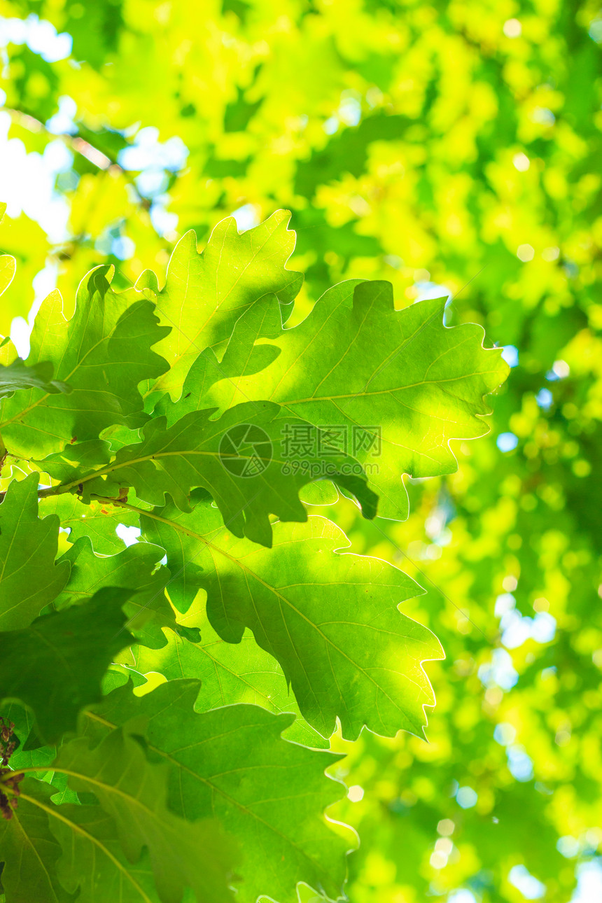 绿叶的自然背景质地夏季树特写绿叶的自然背景纹理图片