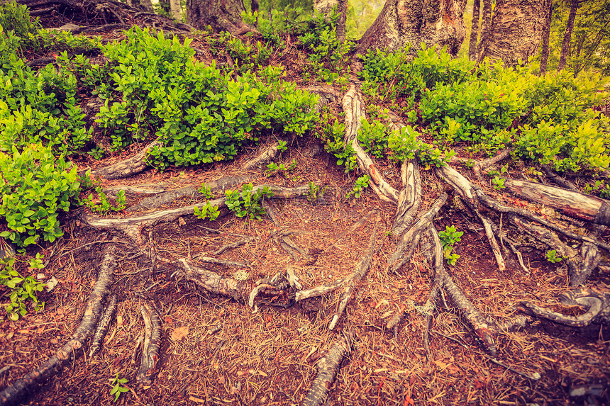 详细的质森林中绿色植物的树木的根森林中绿色植物的树木的根图片