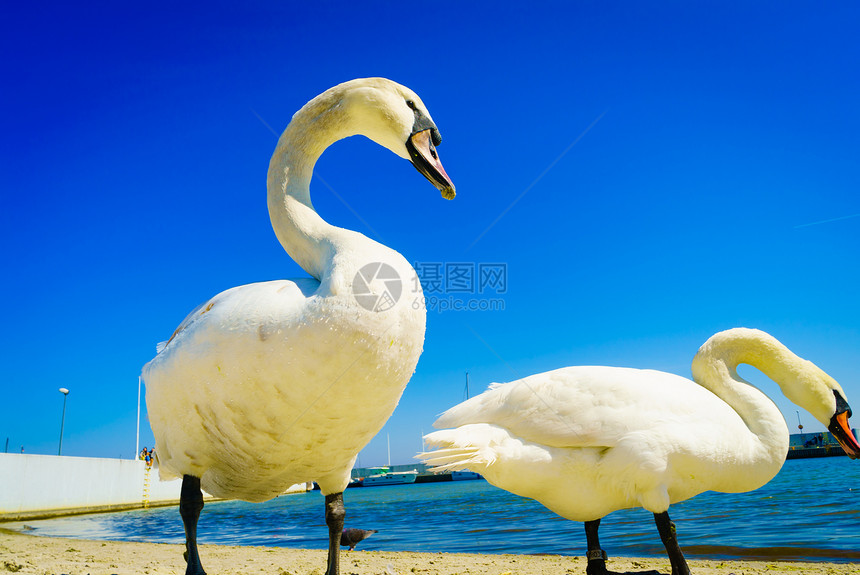 天鹅阳光明媚的夏天沙滩上走来走动物鸟大自然中靠近天鹅海滩上散步图片