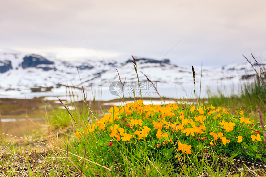 挪威风景优美的山脉景观春花前,山丘背景上覆盖着雪挪威山区的黄色春花图片