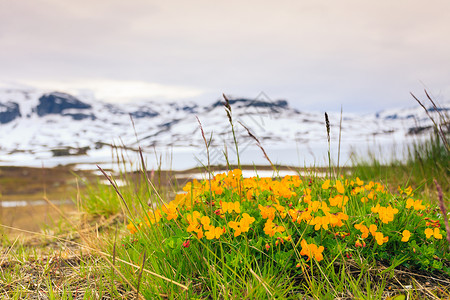 挪威风景优美的山脉景观春花前,山丘背景上覆盖着雪挪威山区的黄色春花图片