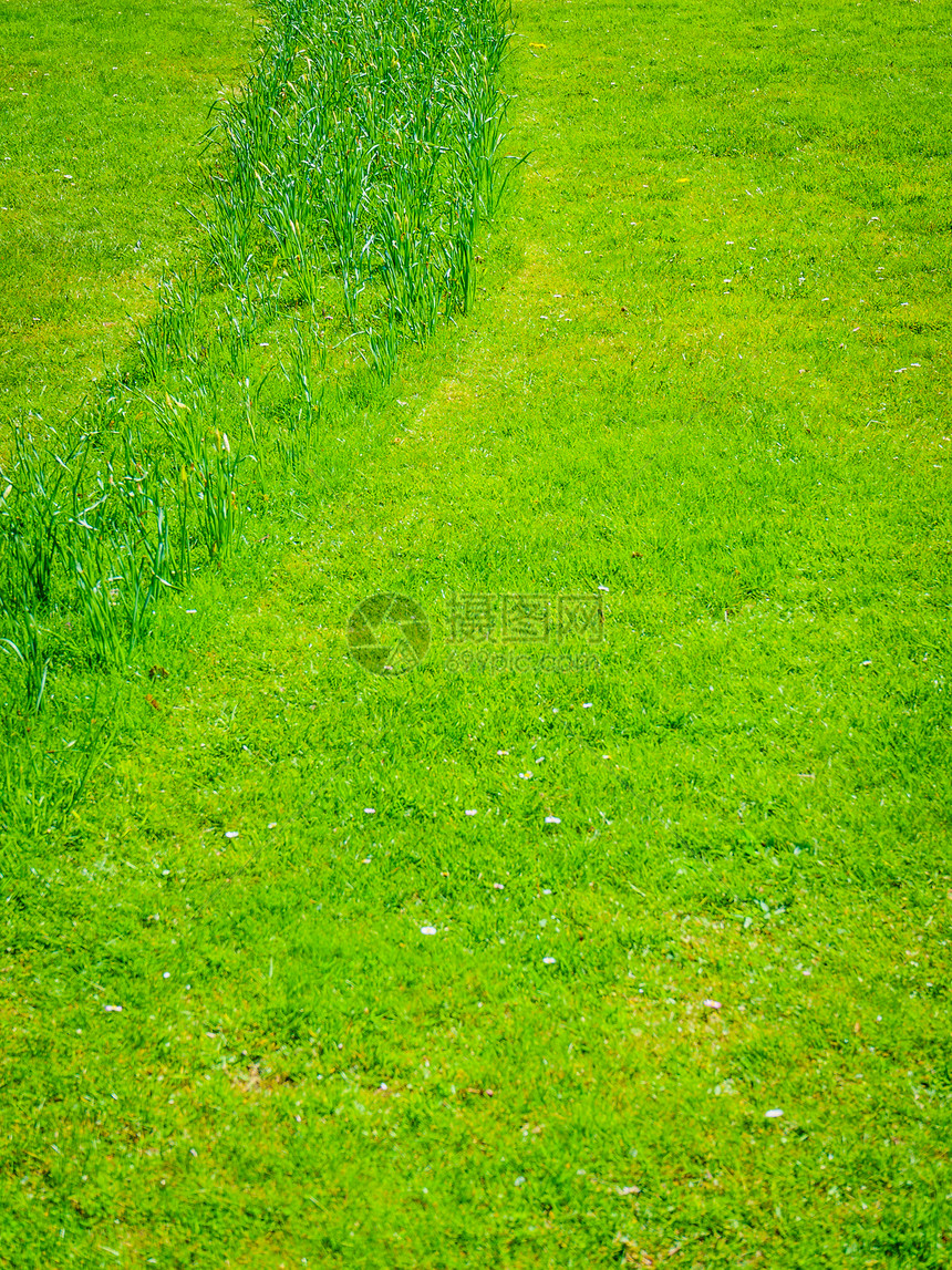 播种生长的绿色草的比户外草坪,自然细节修剪种植绿色草图片