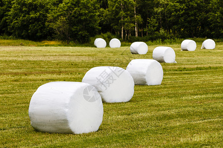 农业景观与秸秆包装田间谷物干草包裹塑料白箔,夏天挪威用塑料箔包裹的干草背景图片