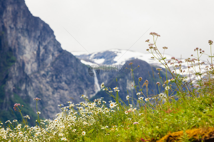 挪威风景优美的山脉景观春天的花前,群山的山丘背景上瀑布挪威山区的春花图片