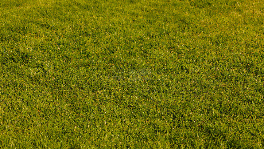 自然树叶户外阳光下的绿色草坪夏天生长的草阳光下的绿色草坪图片
