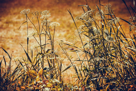 花卉草本植物,植物学自然草地上野生生长的草本植物花草地上野生生长的草本植物花背景图片