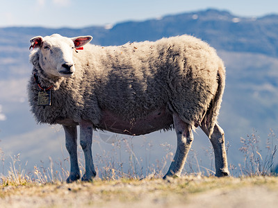 单只羊山上放牧挪威风景山上的羊,挪威背景图片