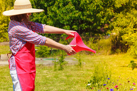 园艺成熟的女人她的后院花园里工作,户外浇花图片