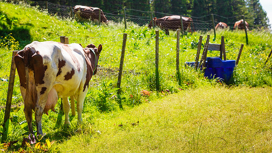 农业养殖动物生态养殖理念野牛绿色的草地上吃草牛绿色的草地上吃草背景图片