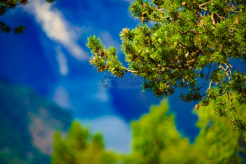 挪威自然以针叶树山脉峡湾为背景的绿色森林挪威自然绿色针叶树图片