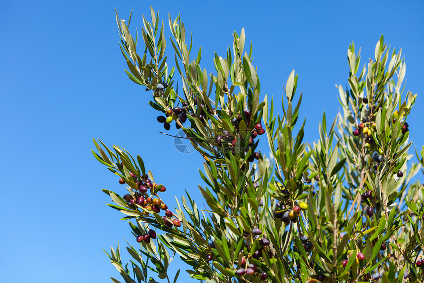 黑色橄榄挂树枝上,蓝天背景轻的橄榄植物生长季节自然橄榄树上的黑色橄榄季节自然图片
