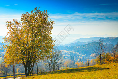秋落雾山景观斯洛伐克塔特拉秋天的颜色山上的树米西的早晨季节自然风光秋季雾山景观斯洛伐克背景图片