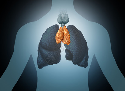 淋巴管胸腺人体器官腺体解剖与肺甲状腺三维插图风格背景