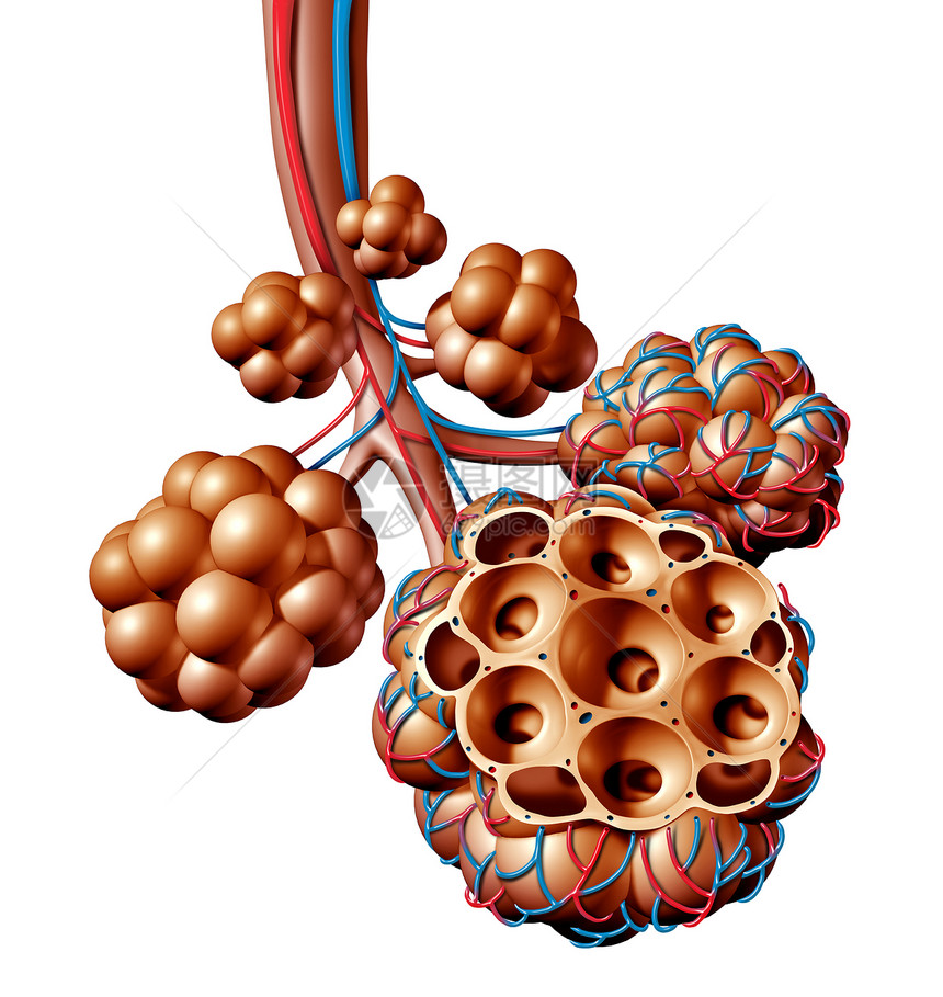 肺泡肺泡解剖图肺解剖的医学,再呼吸呼吸医学白色背景上分离的三维图图片