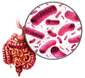 肠胃系统消化细菌肠道肠道菌群肠道细菌的医学解剖三维插图背景