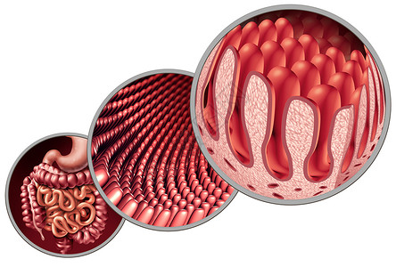 肠绒毛肠道衬里,以显微毛细血管解剖为医学,自身免疫消化胃肠道吸收系统,以结肠胃为三维图图片