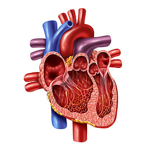 密室人的心脏内部解剖与阀门个健康的身体分离白色背景医疗保健符号的内部心血管器官三维插图风格背景