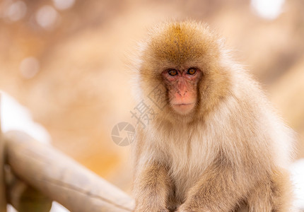 尤丹纳卡日本雪猴猕猴温泉温泉温泉岛,日本中野背景