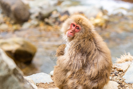 日本雪猴猕猴温泉温泉温泉岛,日本中野图片