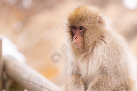 约翰尼卡森日本雪猴猕猴温泉温泉温泉岛,日本中野背景