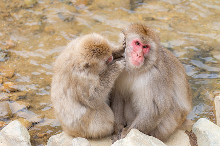 日本雪猴猕猴温泉温泉,日本中野生岛猴公园背景