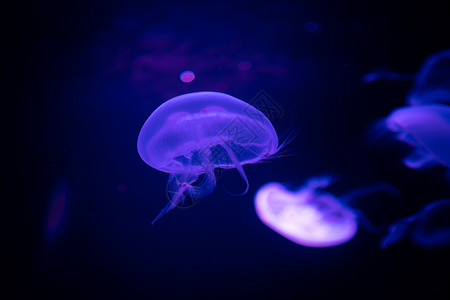 海水中的水母,海洋生物图片