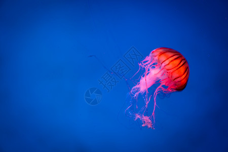 菲奥里蓝色背景的海月水母背景