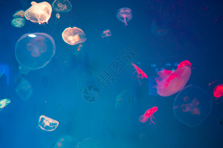 水母水族馆,海洋动物进行研究图片
