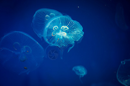 海水中的水母,海洋生物图片
