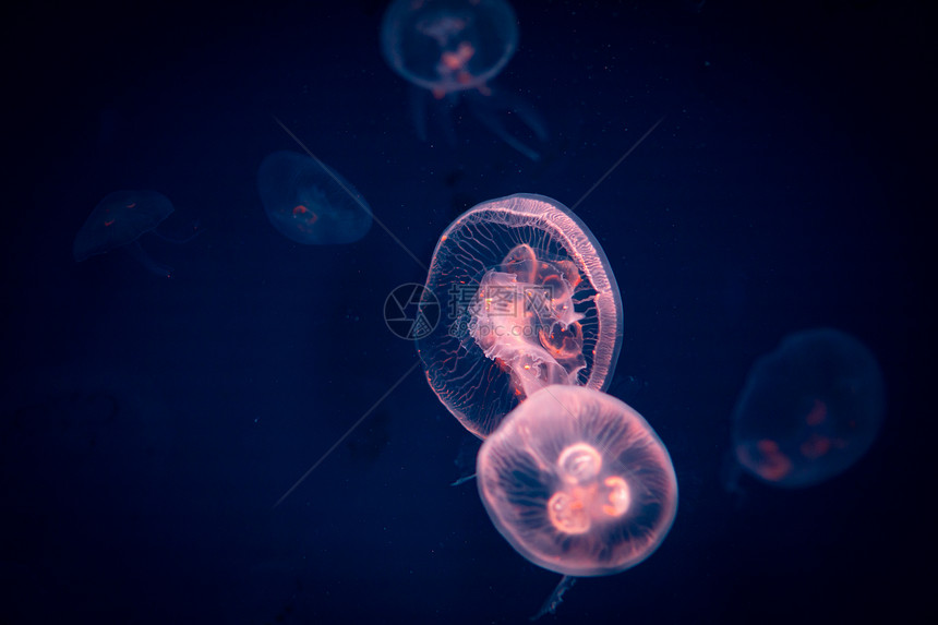 海水中的水母,海洋生物图片