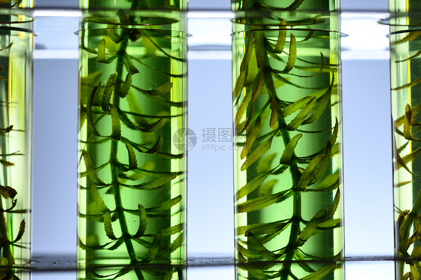海藻科学实验实验室研究中的应用图片