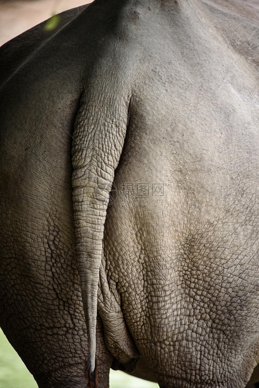 犀牛皮肤,犀牛皮肤的纹理为背景图片