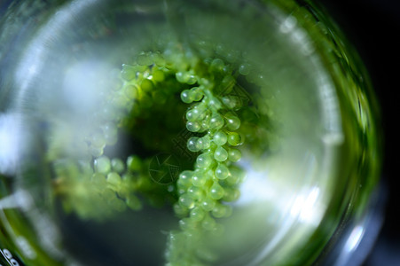 海藻油海藻研究,生物燃料工业科学,可持续背景