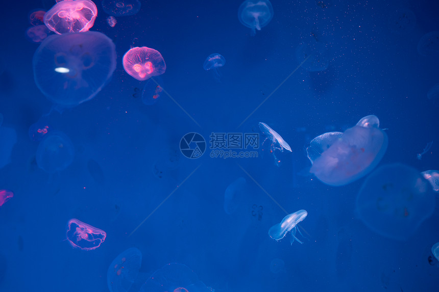 水母水族馆,海洋动物进行研究图片