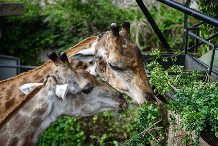 长颈鹿正吃人类喂养的食物高清图片