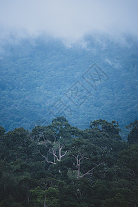 泰国深热带雨林图片
